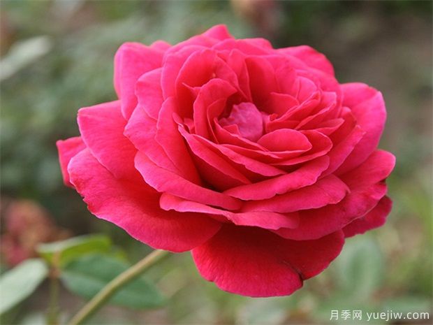 包頭可以種植月季嗎？月季花盛開不是夢(圖1)