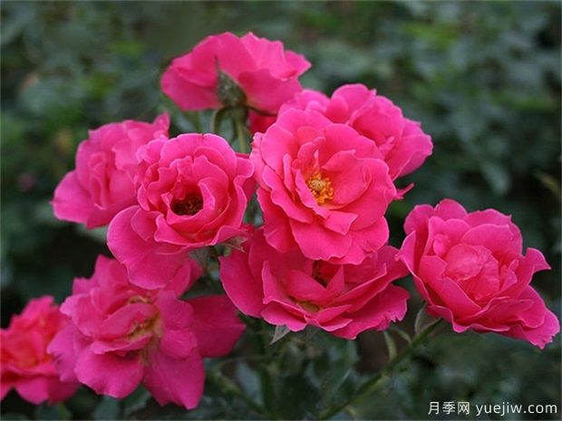 玫瑰花有幾種？栽植哪種好？ 哪種玫瑰花好(圖1)