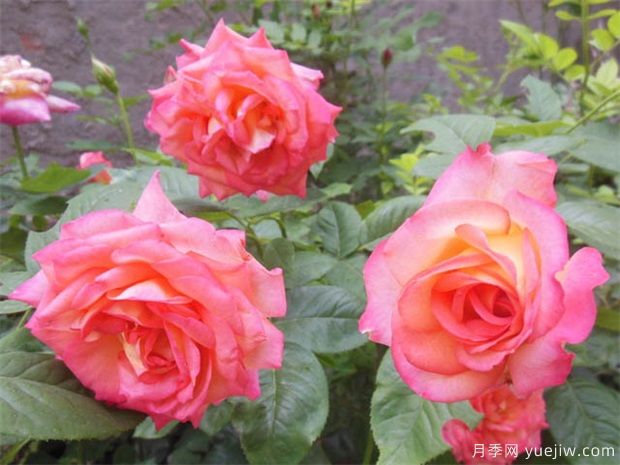 怎樣管理月季才會長勢好，開花多？(圖1)