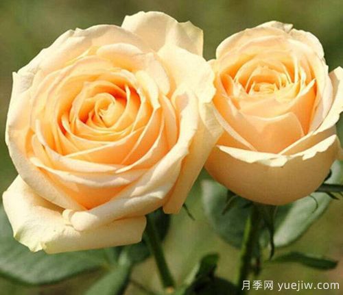 香檳玫瑰的花語(yǔ)是什么？不同朵數(shù)香檳玫瑰花語(yǔ)大全？(圖1)