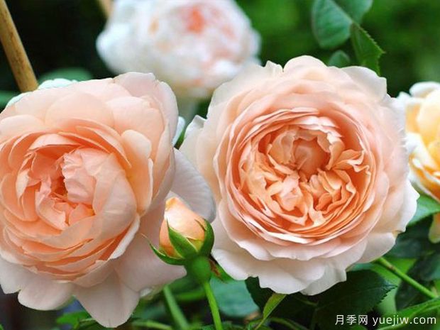 月季和玫瑰是一種植物嗎？日常養(yǎng)護上各有何不同？(圖1)