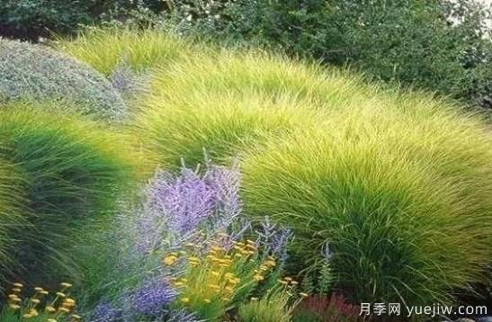 如何把觀賞草設(shè)計(jì)應(yīng)用到園林栽培中去？(圖1)