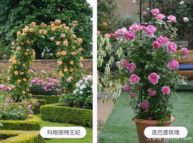 藤蔓植物有哪些，藤蔓植物有哪些知識(shí)(圖1)