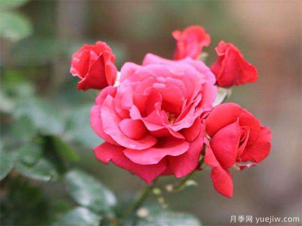 年關(guān)將至，這個(gè)時(shí)候可以扦插月季嗎？(圖1)