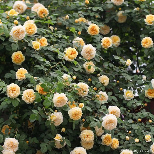 藤本月季不開(kāi)花怎么辦，藤本月季不開(kāi)花原因分析(圖1)