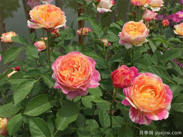 月季花蟲害的治療方法(圖1)