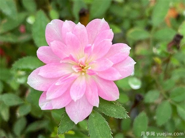 姬月季的養(yǎng)殖方法 姬月季怎么養(yǎng)才會(huì)開(kāi)花(圖1)