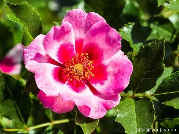 皇后巴比倫眼睛月季的優(yōu)缺點(diǎn)是什么？(圖1)