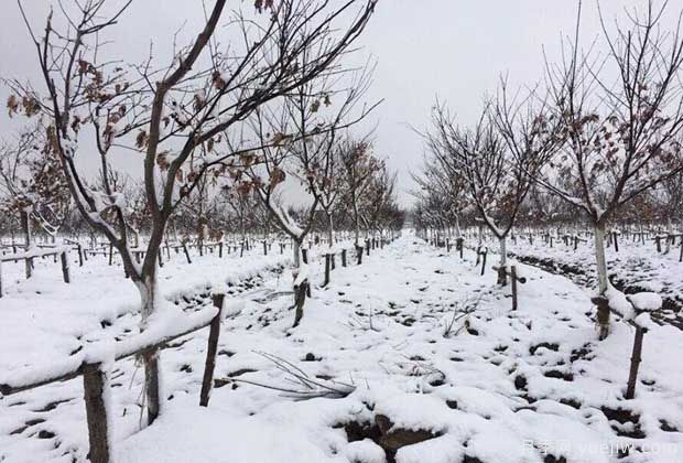 大雪天氣下怎樣保護(hù)苗木？(圖1)