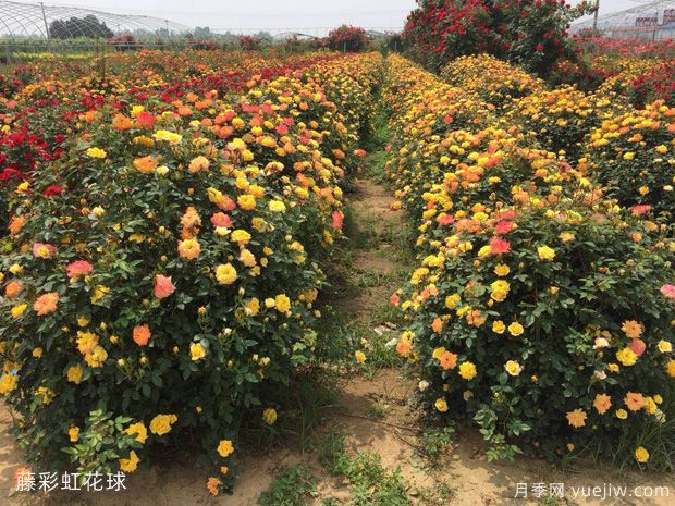 球形灌木怎樣賣出高價(jià)？月季花球受綠化喜愛(圖1)