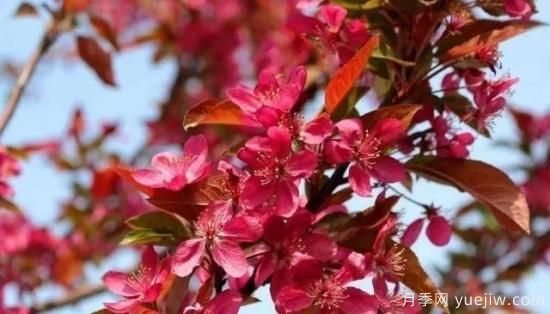 北美海棠介紹與常見(jiàn)海棠品種(圖1)