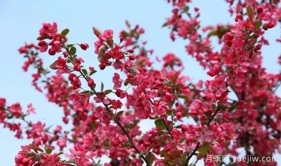 北美海棠介紹與常見(jiàn)海棠品種(圖2)