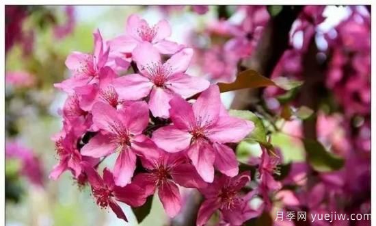 北美海棠介紹與常見(jiàn)海棠品種(圖3)