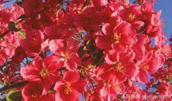 北美海棠介紹與常見(jiàn)海棠品種(圖5)