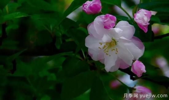 北美海棠介紹與常見(jiàn)海棠品種(圖7)