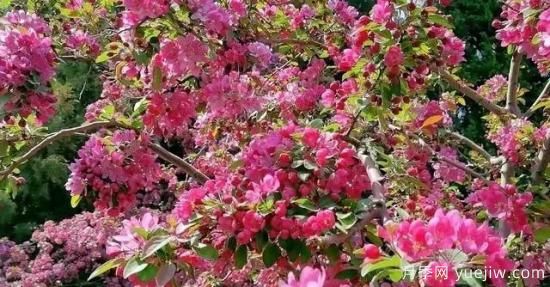 北美海棠介紹與常見(jiàn)海棠品種(圖8)