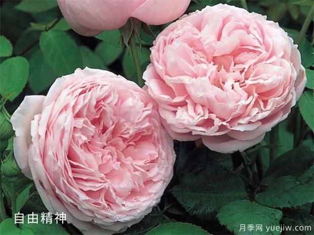月季品種多，給你5個(gè)優(yōu)秀品種及優(yōu)缺點(diǎn)(圖1)