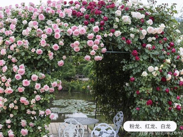 爬藤花卉有幾種？(圖1)