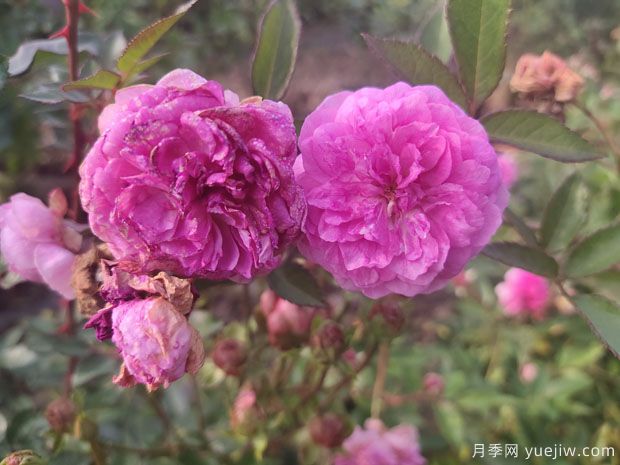 小花月季品種有哪些？推薦4個(gè)微型月季(圖1)