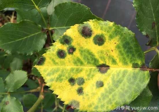 月季黑斑病的癥狀和治療，需要遮陰干燥通風(圖1)