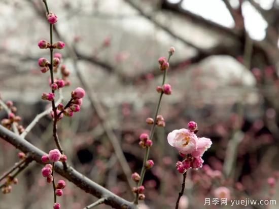 蠟梅和梅花有什么區(qū)別？(圖1)