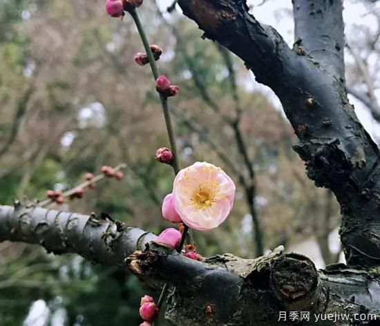 蠟梅和梅花有什么區(qū)別？(圖2)