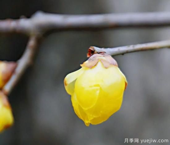蠟梅和梅花有什么區(qū)別？(圖3)