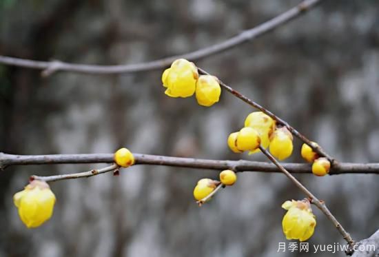 蠟梅和梅花有什么區(qū)別？(圖6)