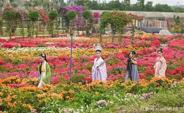 2022年?？谌敲坊ㄕ箚⒛?，五雀花王驚艷出場(圖3)