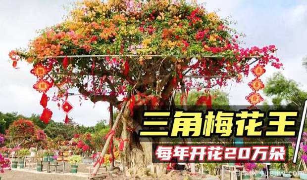2022年海口三角梅花展啟幕，五雀花王驚艷出場(圖2)