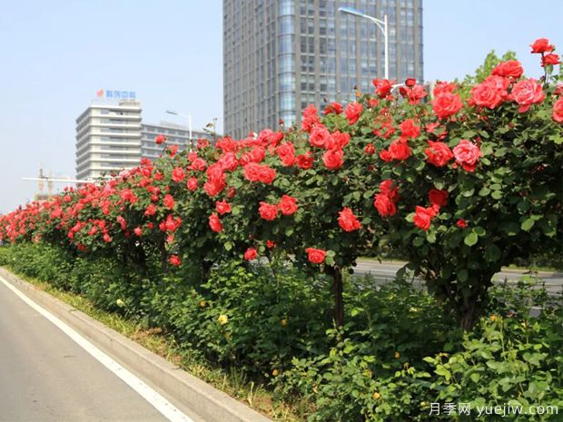 苗木如何分等級？精品苗木的標(biāo)準(zhǔn)是什么？(圖1)