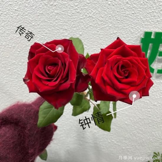 花店常備的15種紅玫瑰是什么？有什么優(yōu)缺點？(圖1)