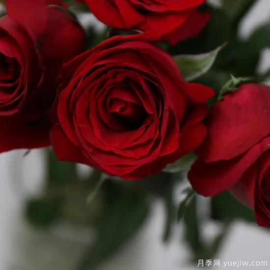 花店常備的15種紅玫瑰是什么？有什么優(yōu)缺點？(圖3)