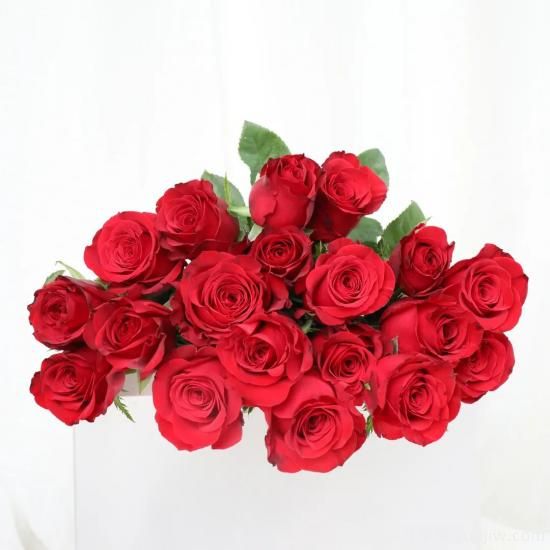 花店常備的15種紅玫瑰是什么？有什么優(yōu)缺點？(圖5)