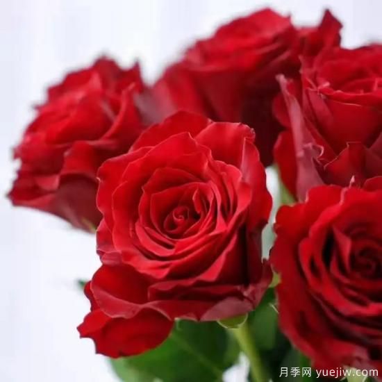 花店常備的15種紅玫瑰是什么？有什么優(yōu)缺點？(圖6)