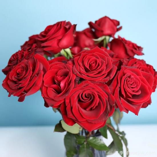 花店常備的15種紅玫瑰是什么？有什么優(yōu)缺點？(圖7)