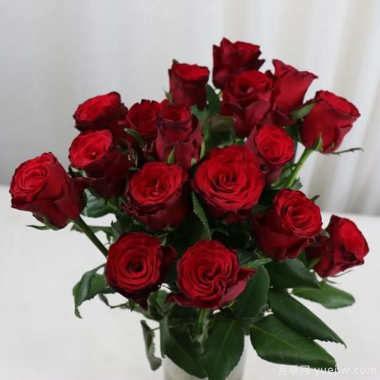 花店常備的15種紅玫瑰是什么？有什么優(yōu)缺點？(圖9)