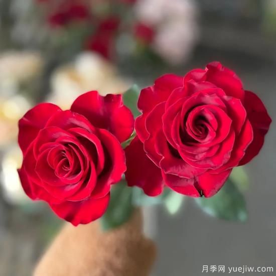 花店常備的15種紅玫瑰是什么？有什么優(yōu)缺點？(圖8)