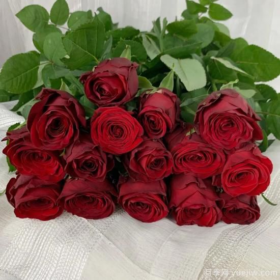 花店常備的15種紅玫瑰是什么？有什么優(yōu)缺點？(圖11)