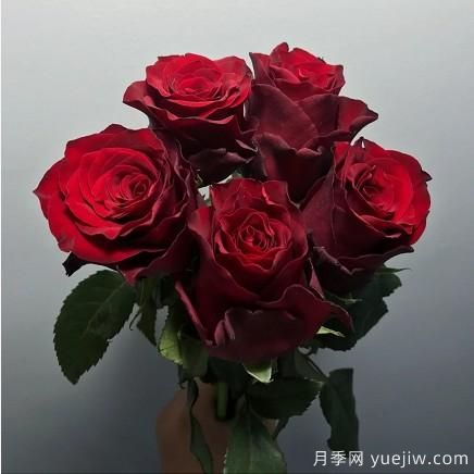 花店常備的15種紅玫瑰是什么？有什么優(yōu)缺點？(圖10)