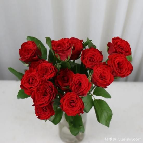花店常備的15種紅玫瑰是什么？有什么優(yōu)缺點？(圖13)