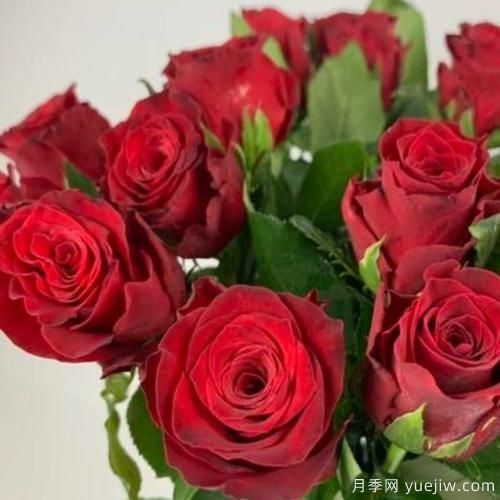 花店常備的15種紅玫瑰是什么？有什么優(yōu)缺點？(圖15)
