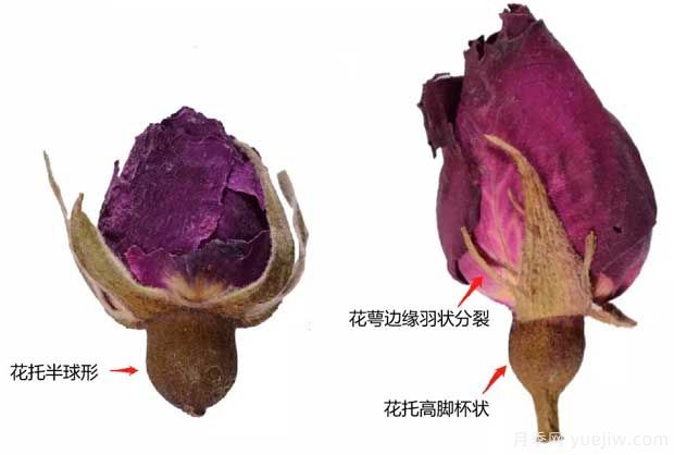 玫瑰月季薔薇，市場上還能找到純種玫瑰嗎？(圖1)