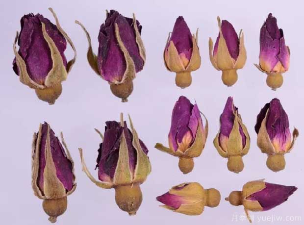 玫瑰月季薔薇，市場上還能找到純種玫瑰嗎？(圖2)