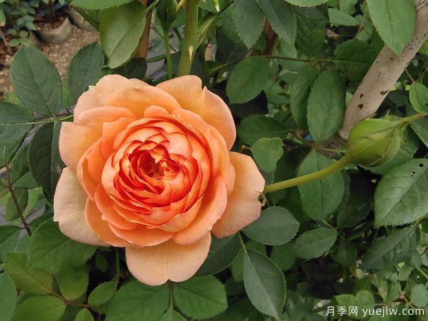 黃色系藤本月季品種，這5款的知名度***高(圖4)