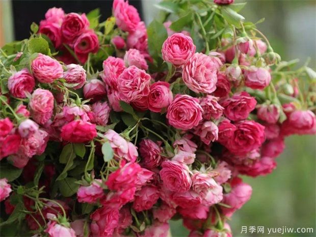 4種月季花量大生長快，適合打造藤本花墻拱門，新手也能養(yǎng)好(圖2)