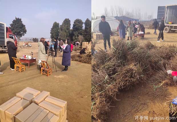 南陽成功月季園聯(lián)手田園劉娟，月季苗走進千家萬戶(圖1)