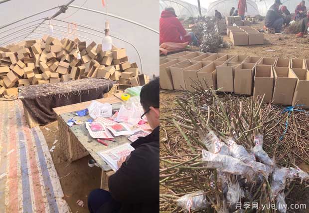 南陽成功月季園聯(lián)手田園劉娟，月季苗走進千家萬戶(圖2)