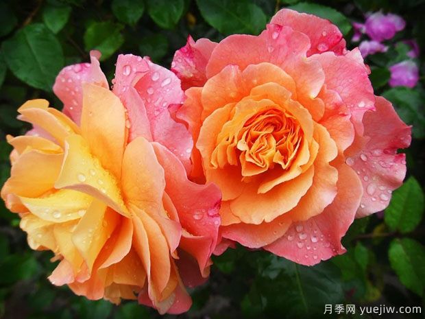 南陽方城：月季產(chǎn)業(yè)，綠色發(fā)展引領(lǐng)生態(tài)之基(圖1)