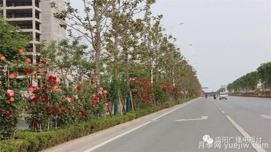 百萬月季進(jìn)城，南陽全力以赴創(chuàng)建國家生態(tài)園林城市(圖2)
